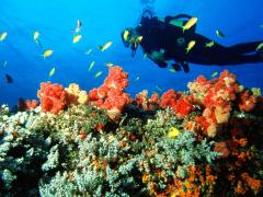 The island offers divers good conditions and a relaxed environment.