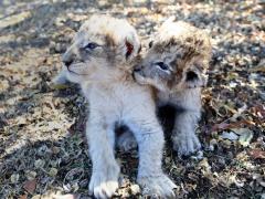 The recent birth of two lion cubs has spurred debate around test tube breeding.