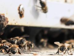 Grootbos Private Nature Reserve has introduced the Hive to Home Experience, detailing the importance of the Cape honeybee. Credits: Grootbos Private Nature Reserve.