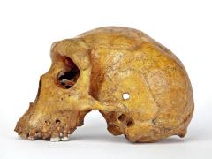 Zambia's government is looking to preserve and celebrate its natural history, including key fossil finds.