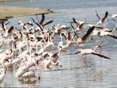 Birding tourism to soar as air migration commences. Credit: Standard Media Kenya.