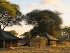 Corfield Camps in Tarangire National Park, Tanzania, comprises five tents. 