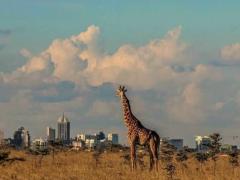 With direct flights from New York to Nairobi, East Africa’s tourism is set for a major boost. Image: Nairobi National Park.