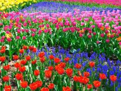 Free State province blooms this December.