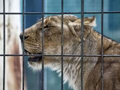 Fair Trade Tourism has called on the industry to prevent the abuse of wildlife, while Blood Lions has commended The Portfolio Committee on Environmental Affairs for calling on the ban of captive lion breeding.