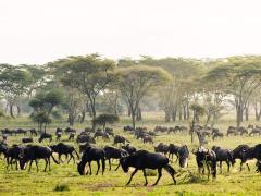 Tanzania looks at dedicated television to boost tourism.