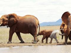 Cottar’s has put together a 2019 Kenya itinerary, Walk Back in Time. 