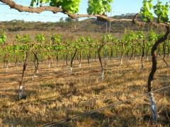 Wine tourism doors opening following WOSA wine festival.