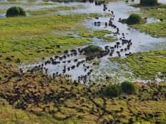 Aerial view of a Botswana landscape.
