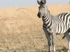 African Bush Camps’ newest offering, Linyanti Expeditions, is a mobile luxury camp in Botswana, which will open on May 1. Credit: African Bush Camps. 