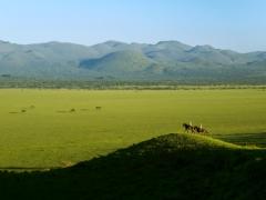 Ride Kenya Mara will be translocating its horses to ol Donyo Lodge to join the existing herd of the Ride Kenya Chyulu Hills stables.