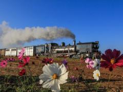 Visitors can experience a traditional Voortrekker cart drawn by oxen at the Sandstone Festival. Image credit: SA Country Life.