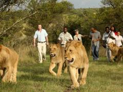 Satsa invites all industry role-players to its chapter meetings and animal interaction consultation workshops. 