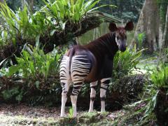 There is growing concern over the DRC’s ‘mythical’ okapi, as illegal mining and deforestation continue.