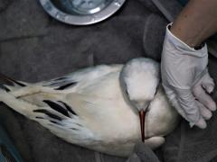 Affectionately named Karoolus captured the hearts of local Karoo residents.