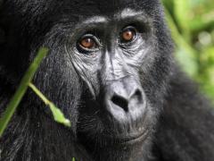 Rwanda Development Board breaks ground on the Ellen DeGeneres Campus of the Dian Fossey Gorilla Fund.