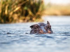 RETURNAfrica to open a new lodge in 2020 on the Kwando River in Namibia.