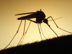 Be mindful when travelling to malaria areas with children. Tourism Update gets top tips on malaria prevention from Dr Albie de Frey.