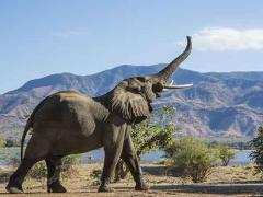 Sustainable Wildlife Management Programme launched in Binga District.