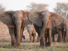 Photo tourism speaks out on the lifting of Botswana's proposed elephant hunting ban.