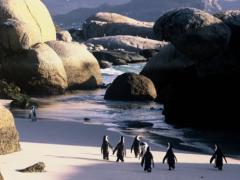 Boulders Penguin Colony.