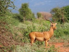 ‘Living like the locals’ in an eco-tourism cottage is set to drive tourism to Kenya.