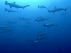 WILDOCEANS recently embarked on an investigation to study the movements of tagged sharks in KZN’s Protea Banks, which in turn will contribute to the credibility of the region’s marine tourism offerings.