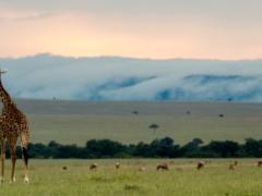 Great Plains Conservation to open Mara Nyika on August 1 in the Naboisho Conservancy, Kenya. 