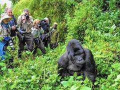 New itineraries launched in Africa, including gorilla trekking.