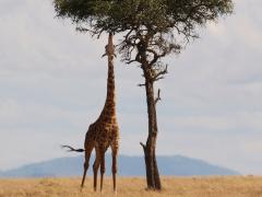 Africa-Experience has branched out and now operates in Kenya.