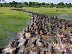 Additional itinerary follows on success of Golden Africa Safaris’ mobile tented and lodge safari combinations.