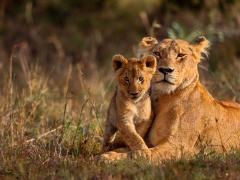 Guests can discover the treasures of the Kruger National Park.