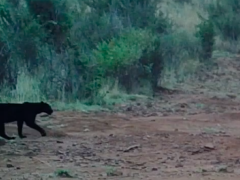 Rare black leopard caught on camera.