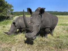 A win for anti-rhino-poaching. Image: Save The Rhino.