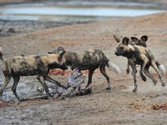 Wild dogs eating near Tintswalo Lapalala Wilderness Lodge.