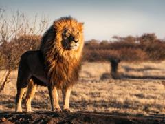 108 lions, caracal, tigers and leopards found in unacceptable conditions.