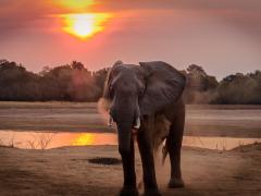 Lifting of ban attributed to ‘political play’. 