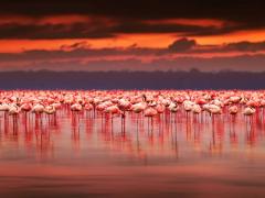 Lake Nakuru National Park losing its lustre, says tourism minister. 