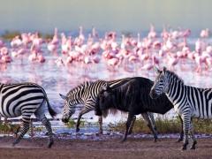 Kenya Tourism Minister to gather special team of scientists and conservationists to address issues facing Lake Nakuru.