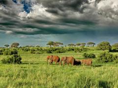 Tarangire National Park.