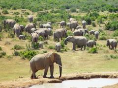 Addo Elephant National Park