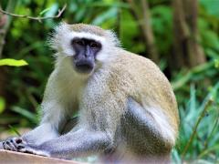 Volunteers can work with researchers to get hands-on experience with Samango monkeys.