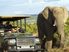 The Africa Showcase brings together suppliers  representing hotels, safari lodges, and destination tourism organisations in Africa with North American travel agents and tour operators.
