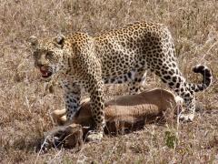 A Leopard after it has secured its kill. Photo credit Rika.