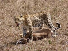 A Leopard after it has secured its kill. Photo credit Rika.