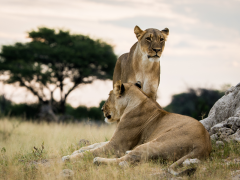 Lions by Neil Fairlie