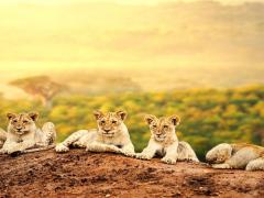 The new identity is inspired by Kenya’s unique destination as home to wildlife and pristine beaches, rich culture and experiences.