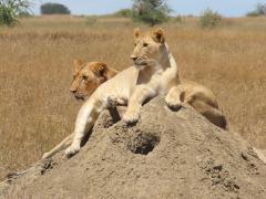 Two female lion relaxing on a ant mound. Photo credit Rika.