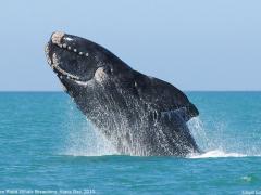 The Southern Right whale that can be seen in the Nelson Mandela Bay.