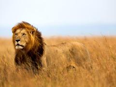 The natural assets that give Africa its global competitive advantage – its wildlife and landscapes.